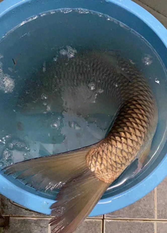 水的双向拉, 佳适应性