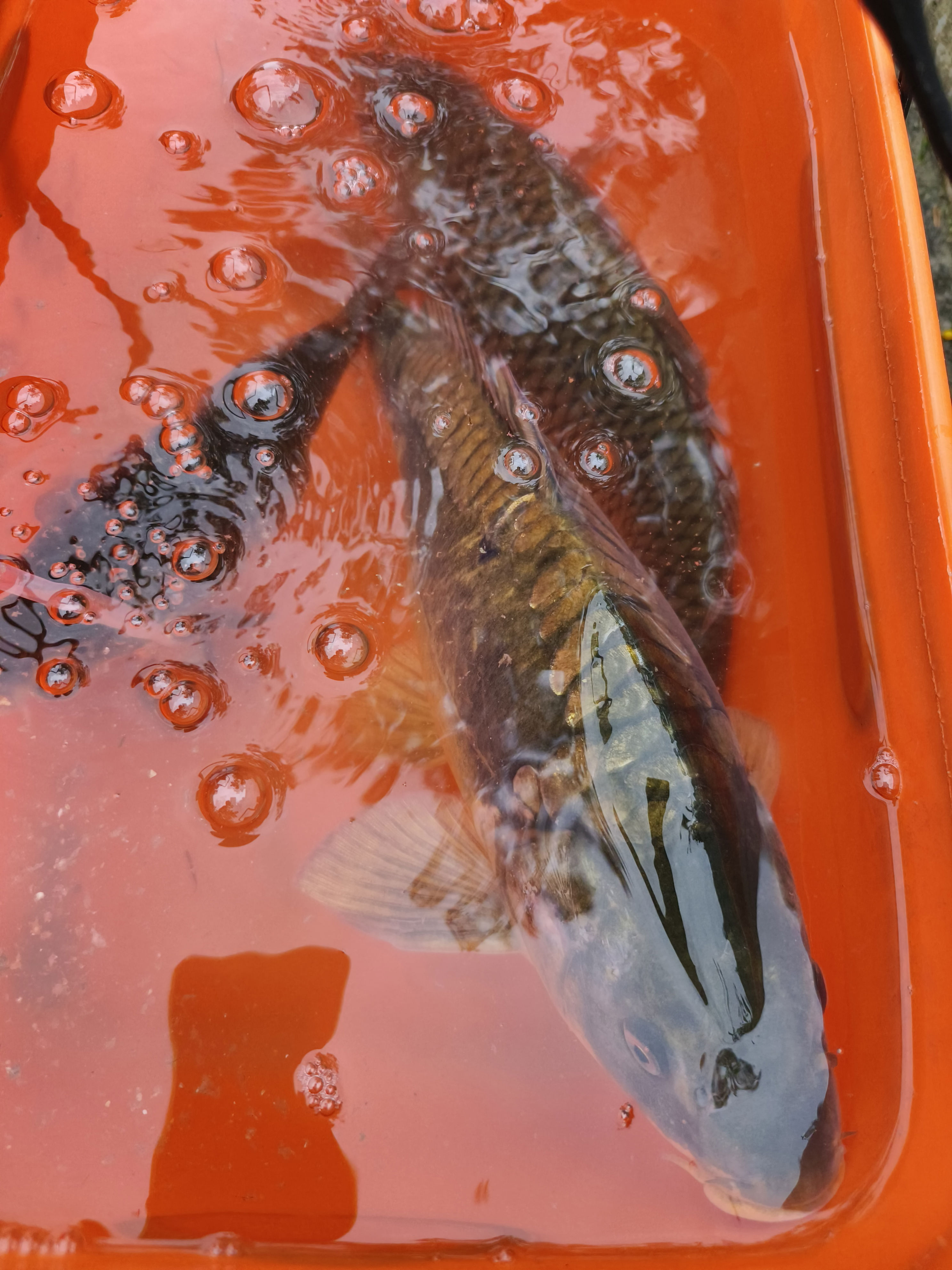 情是流水, 那说明水底, yid